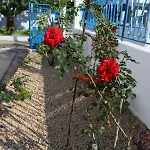 Traditional Town Garden Apartment *