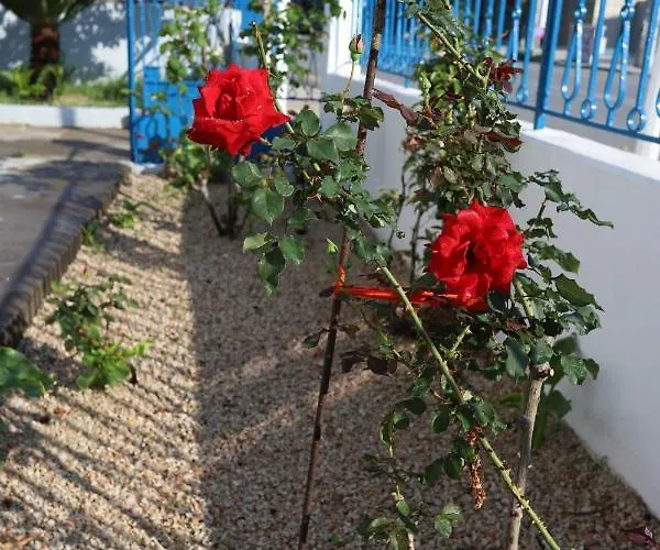 Traditional Town Garden Lejlighed *